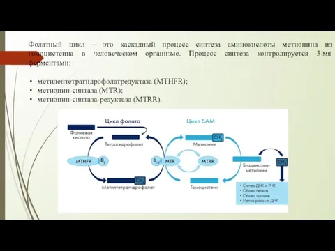 Фолатный цикл – это каскадный процесс синтеза аминокислоты метионина из гомоцистеина в