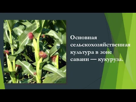 Основная сельскохозяйственная культура в зоне саванн — кукуруза.