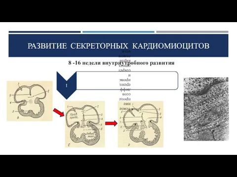 РАЗВИТИЕ СЕКРЕТОРНЫХ КАРДИОМИОЦИТОВ 8 -16 недели внутриутробного развития