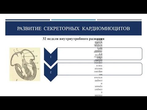 РАЗВИТИЕ СЕКРЕТОРНЫХ КАРДИОМИОЦИТОВ 32 неделя внутриутробного развития