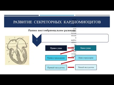 РАЗВИТИЕ СЕКРЕТОРНЫХ КАРДИОМИОЦИТОВ Раннее постэмбриональное развитие Правое ушко Левое ушко Правое предсердие