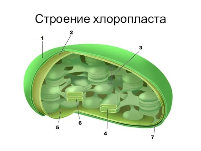 Строение хлоропласта
