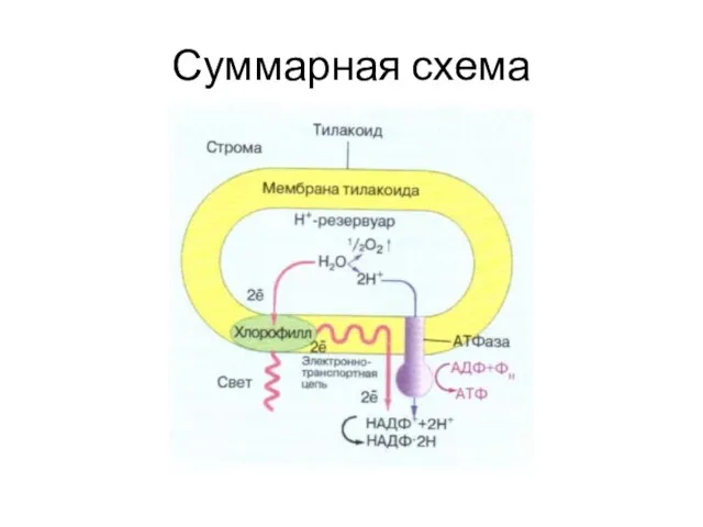 Суммарная схема