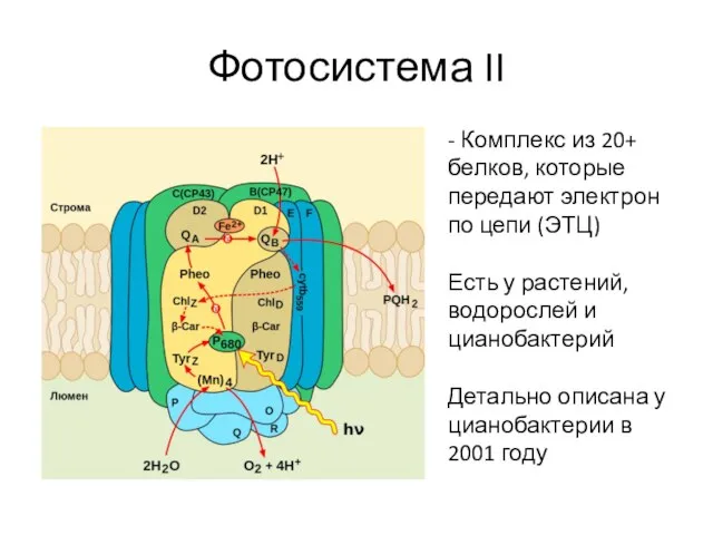 Фотосистема II - Комплекс из 20+ белков, которые передают электрон по цепи