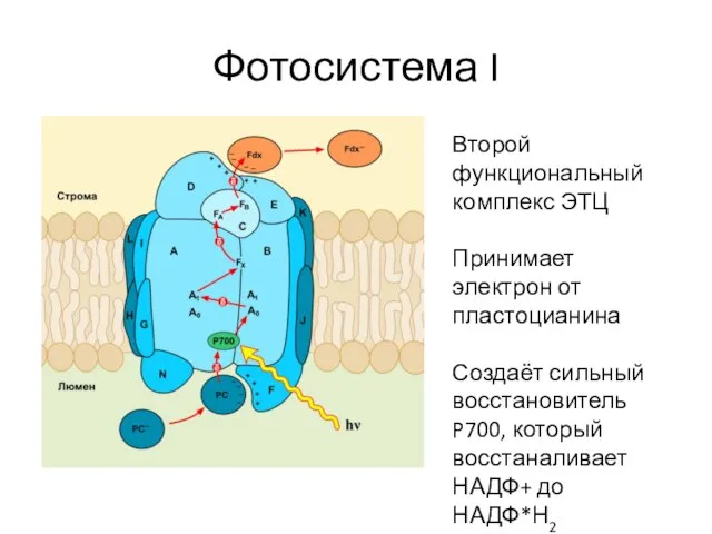 Фотосистема I Второй функциональный комплекс ЭТЦ Принимает электрон от пластоцианина Создаёт сильный