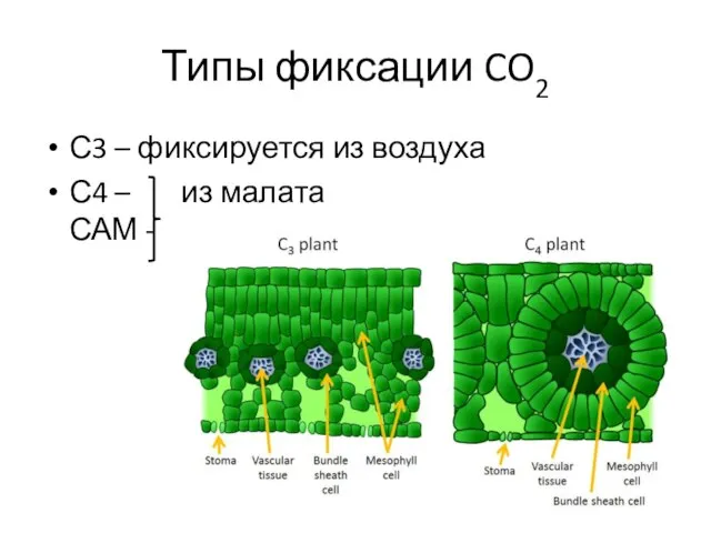 Типы фиксации CO2 С3 – фиксируется из воздуха С4 – из малата САМ -