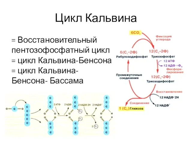 Цикл Кальвина = Восстановительный пентозофосфатный цикл = цикл Кальвина-Бенсона = цикл Кальвина-Бенсона- Бассама