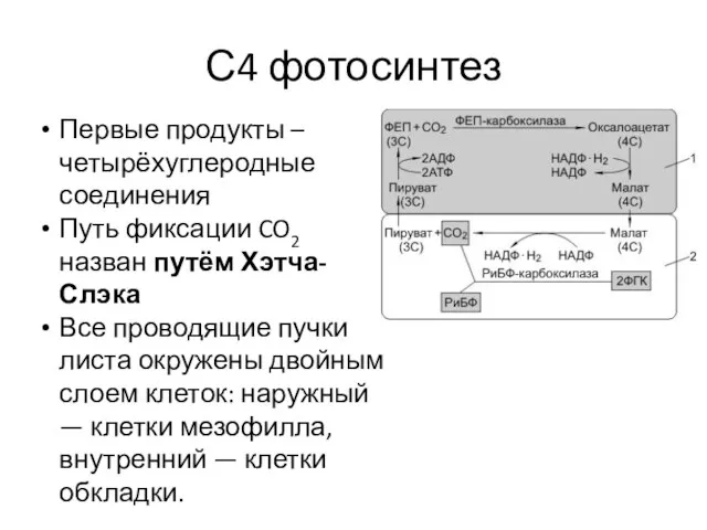 С4 фотосинтез Первые продукты – четырёхуглеродные соединения Путь фиксации CO2 назван путём