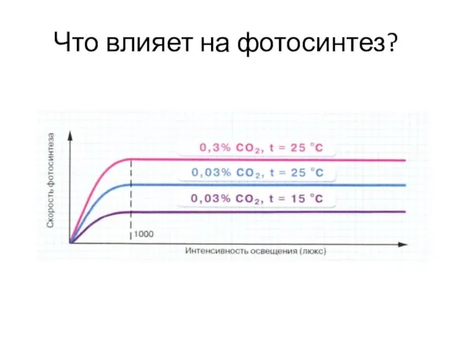 Что влияет на фотосинтез?