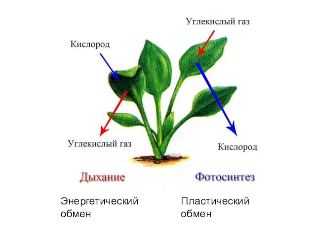 Энергетический обмен Пластический обмен