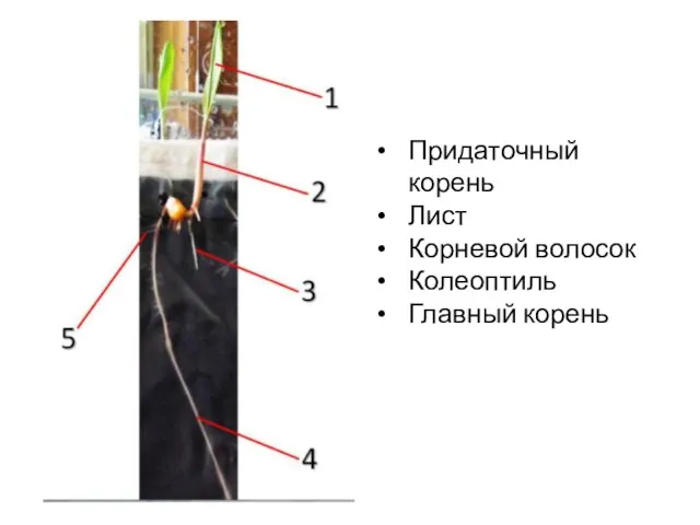 Придаточный корень Лист Корневой волосок Колеоптиль Главный корень