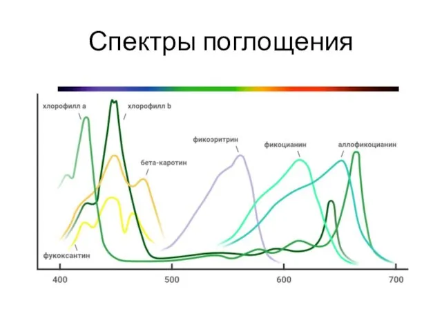Спектры поглощения