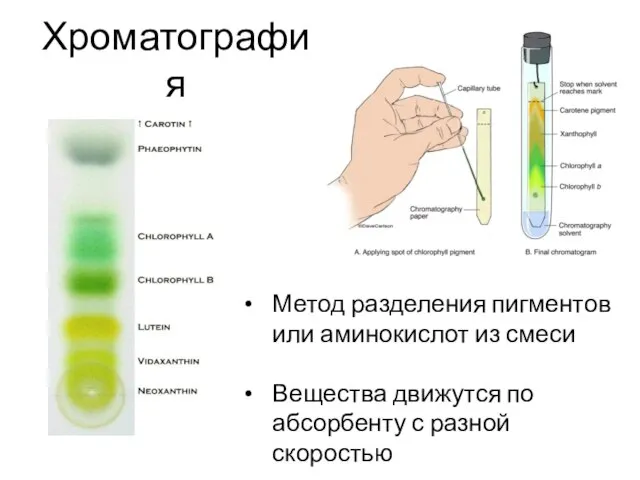 Хроматография Метод разделения пигментов или аминокислот из смеси Вещества движутся по абсорбенту с разной скоростью