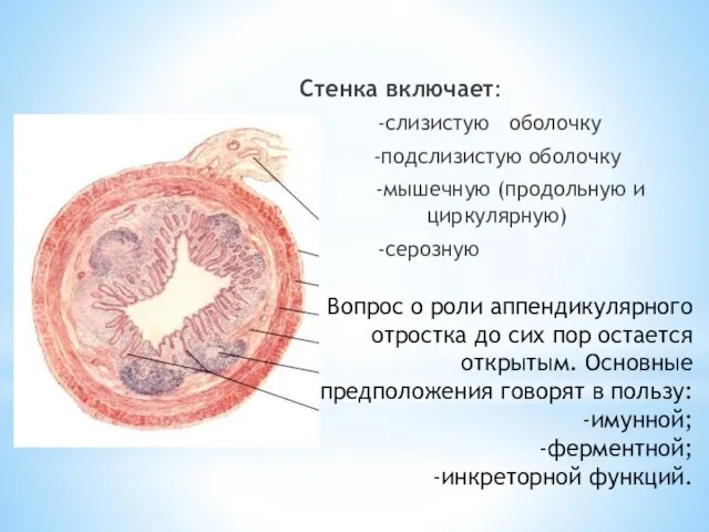 Вопрос о роли аппендикулярного отростка до сих пор остается открытым. Основные предположения