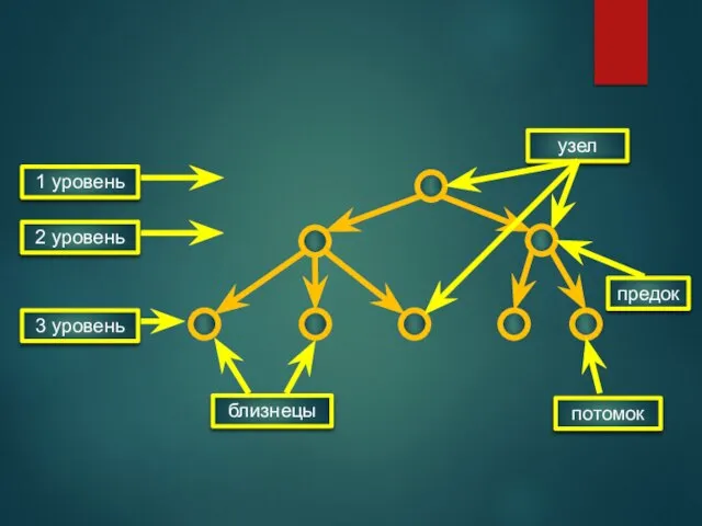 1 уровень 2 уровень 3 уровень узел близнецы потомок предок