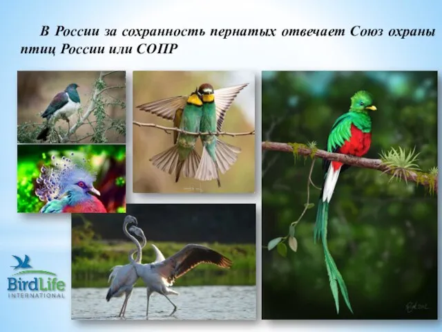 В России за сохранность пернатых отвечает Союз охраны птиц России или СОПР