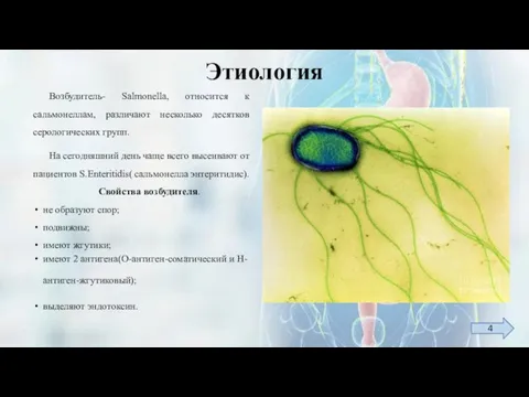 Этиология Возбудитель- Salmonella, относится к сальмонеллам, различают несколько десятков серологических групп. На