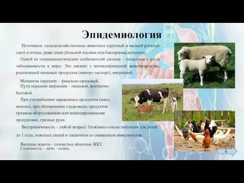 Эпидемиология Источники: сельскохозяйственные животные (крупный и мелкий рогатый скот) и птицы, реже