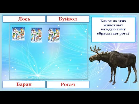 Какое из этих животных каждую зиму сбрасывает рога? Буйвол Лось Баран Рогач