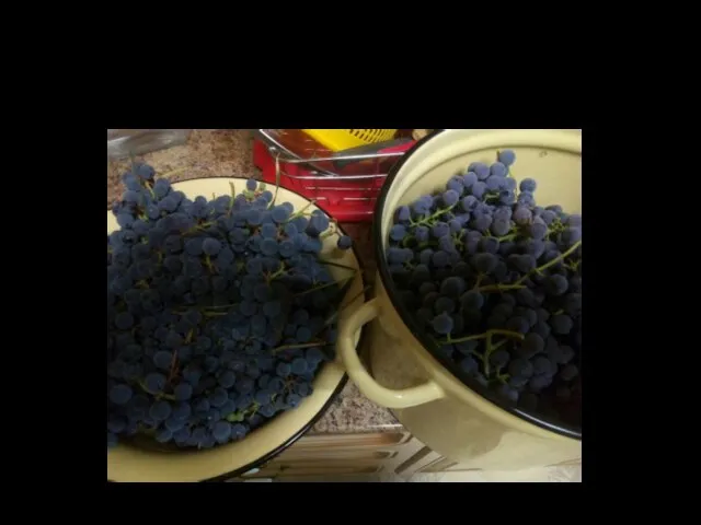 Урожай винограда сорта Изабелла