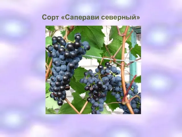 Сорт «Саперави северный»