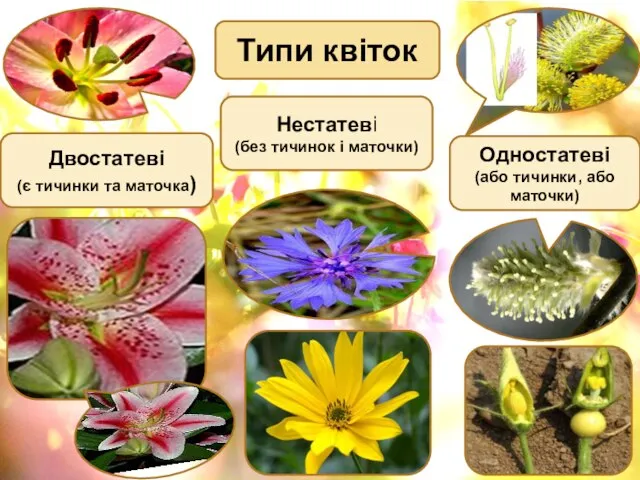 Типи квіток Двостатеві (є тичинки та маточка) Нестатеві (без тичинок і маточки)