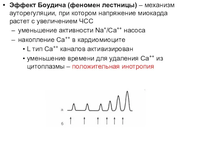 Эффект Боудича (феномен лестницы) – механизм ауторегуляции, при котором напряжение миокарда растет