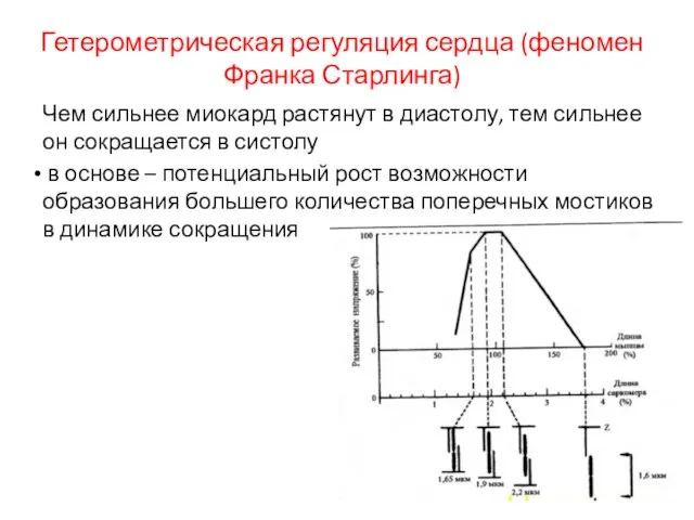 Гетерометрическая регуляция сердца (феномен Франка Старлинга) Чем сильнее миокард растянут в диастолу,