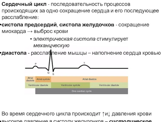 Сердечный цикл - последовательность процессов происходящих за одно сокращение сердца и его