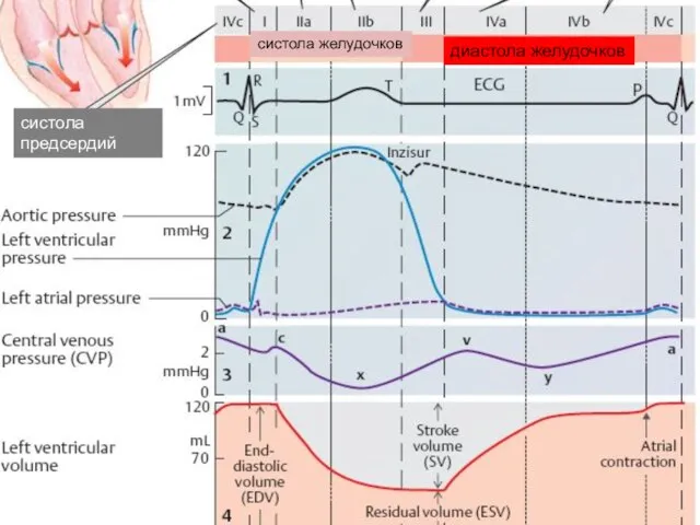 систола желудочков диастола желудочков систола предсердий