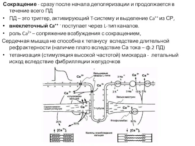 Сокращение - сразу после начала деполяризации и продолжается в течение всего ПД