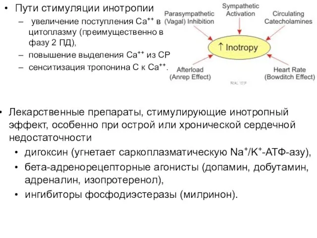 Пути стимуляции инотропии увеличение поступления Ca++ в цитоплазму (преимущественно в фазу 2