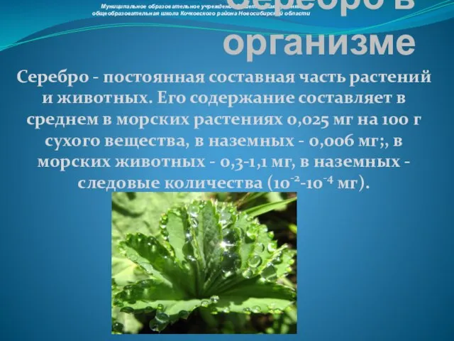 Серебро в организме Серебро - постоянная составная часть растений и животных. Его