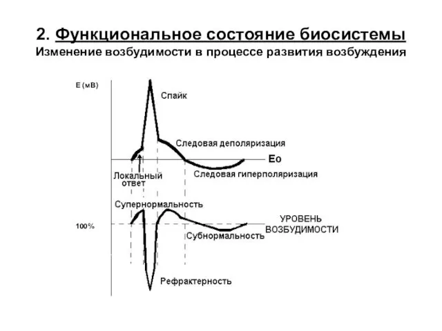 2. Функциональное состояние биосистемы Изменение возбудимости в процессе развития возбуждения