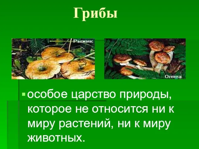 Грибы особое царство природы, которое не относится ни к миру растений, ни к миру животных.