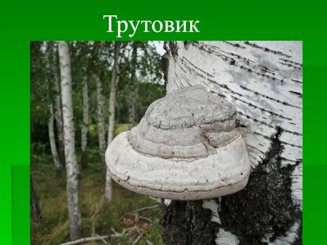 Трутовик