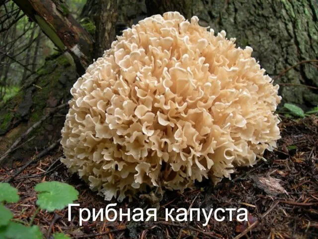 Грибная капуста