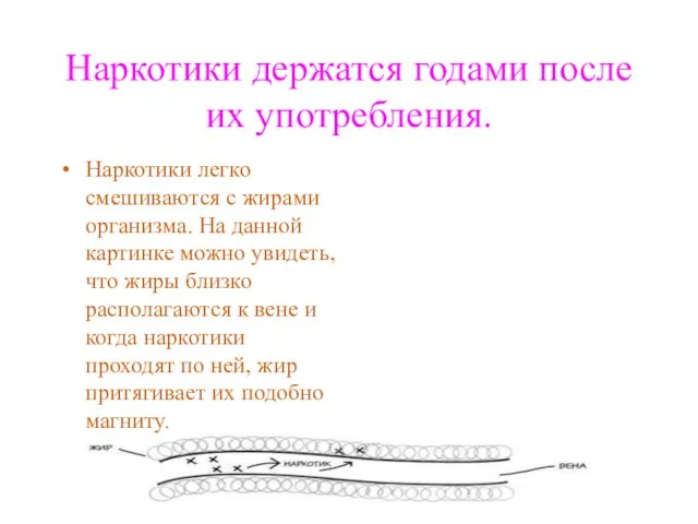 Наркотики держатся годами после их употребления. Наркотики легко смешиваются с жирами организма.