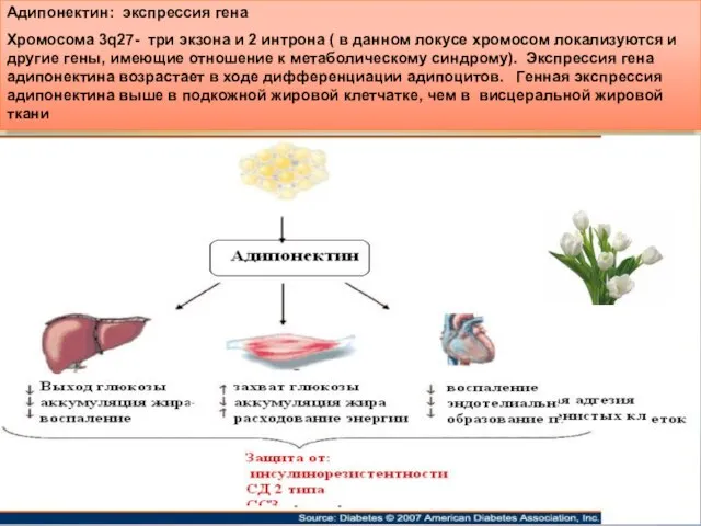 Адипонектин: экспрессия гена Хромосома 3q27- три экзона и 2 интрона ( в