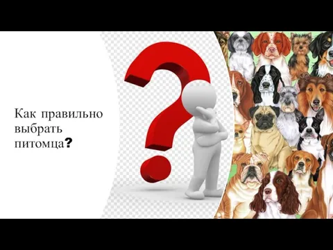 Как правильно выбрать питомца?