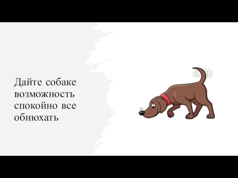 Дайте собаке возможность спокойно все обнюхать