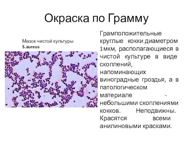 Окраска по Грамму Мазок чистой культуры S.aureus Грамположительные круглые кокки диаметром 1мкм,