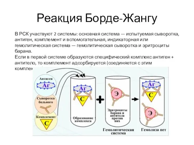 Реакция Борде-Жангу В РСК участвуют 2 системы: основная система — испытуемая сыворотка,