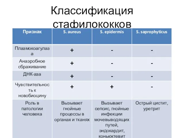 Классификация стафилококков