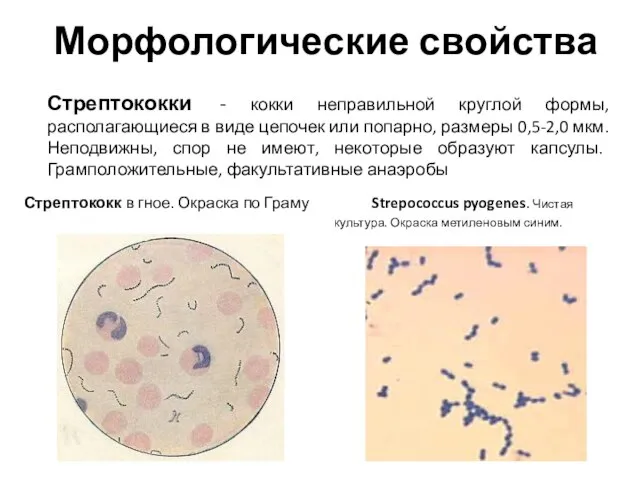 Морфологические свойства Стрептококк в гное. Окраска по Граму Strepococcus pyogenes. Чистая культура.