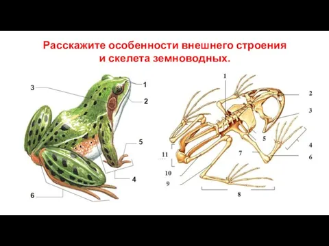 Расскажите особенности внешнего строения и скелета земноводных.