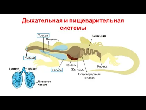 Дыхательная и пищеварительная системы