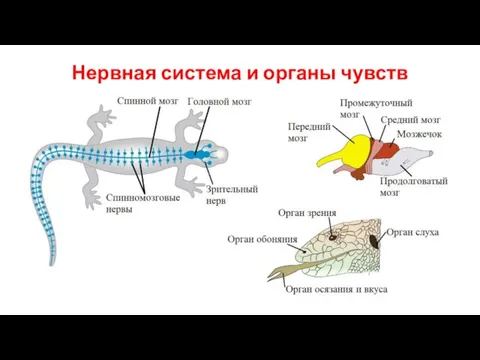 Нервная система и органы чувств