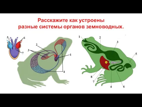 Расскажите как устроены разные системы органов земноводных.