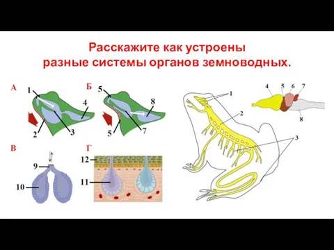 Расскажите как устроены разные системы органов земноводных.